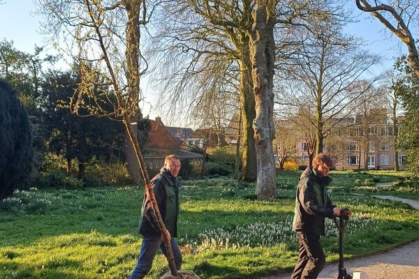 De kweeperenbomen worden geplant in de bloeiende martenatuin