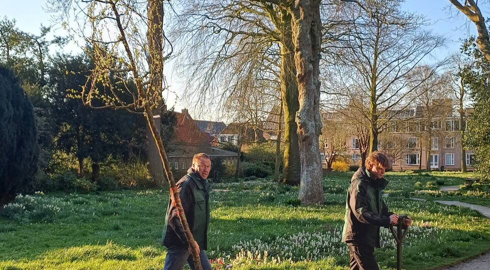 De kweeperenbomen worden geplant in de bloeiende martenatuin